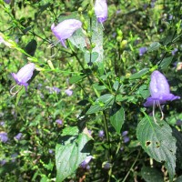 Strobilanthes cordifolia (Vahl) J.R.I.Wood